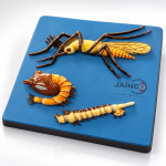 Anopheles Life Cycle Model